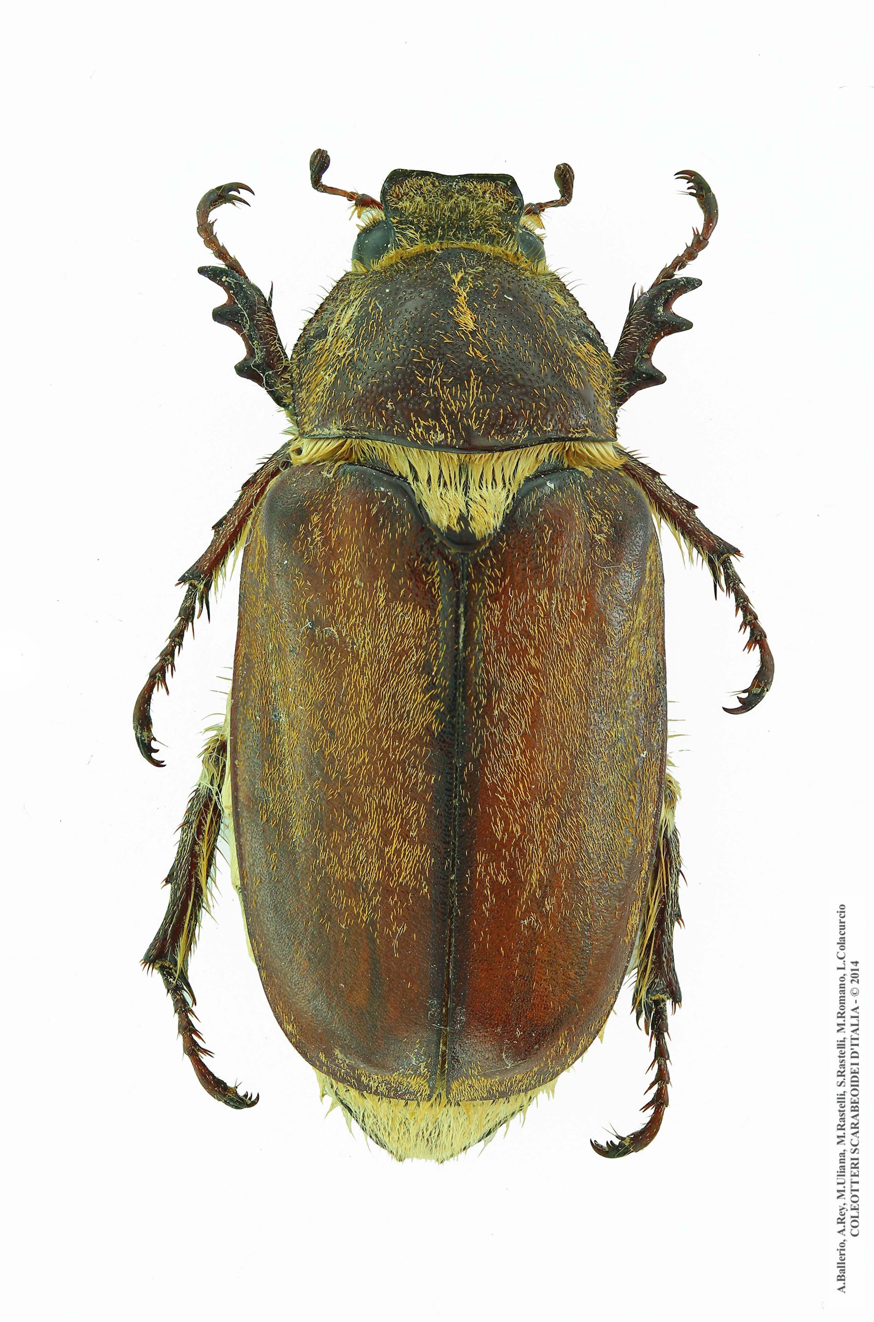 Anoxia villosa villosa, femmina